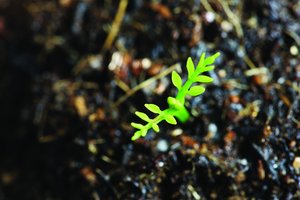 极简单元化：只保留最重要的